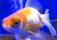 Телескоп красная шапочка  Carassius auratus var.