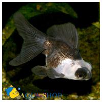 Телескоп Панда  Carassius auratus var.