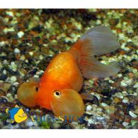 Водяные глазки. вар. красная  Carassius auratus var.