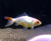 Вейкин красно-белый  Carassius auratus var.