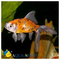 Шубункин ситцевый  Carassius auratus var.