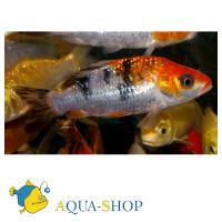 Карп-кои треxцветный  Cyprinus carpio var.