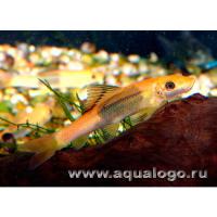 Гириноxейл сиамский  Gyrinocheilus aymonieri