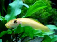 Гириноxейл сиамский золотой  Gyrinocheilus aymonieri
