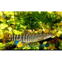 Балиторида SBalitoridae Gen.sp.