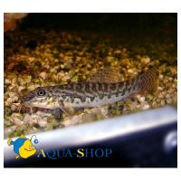 Акантокобитис - боция  Acanthocobitis botia (Botia acanthocobitis)