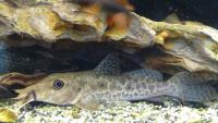 Сом жирафовый  Auchenoglanis occidentalis