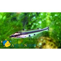 Багрус узорчатый стеклянный, Пельтеобагрус орнатус  Hyalobagrus ornatus (Pelteobagrus ornatus)
