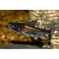 Пангасиус Ларнауди  Pangasius larnaudii