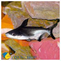 Пангасиус высокоплавничный  Pangasius sanitwongsei