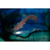 Сом мешкожаберный  Heteropneustes fossilis