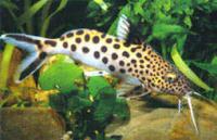 Синодонтис многопятнистый  Synodontis multimaculatus