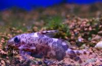 Синодонтис перевертыш (чернобрюхий)  Synodontis nigriventris