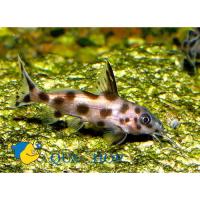 Синодонтис гибридный  Synodontis sp. х S.sp.