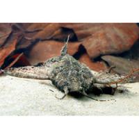Сом - коряжка, Гитарита  Bunocephalus coracoideus (Dysichthys coracoideus)