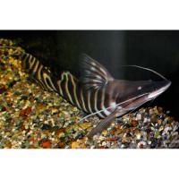 Брахиплатистома тигровая  Brachyplatystoma tigrinum [Merodontotus tigrinus]