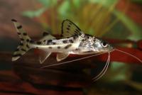 Пимелодус-ангел SPimelodus pictus