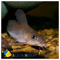 Пимелоделла серебристая  Pimelodella sp.