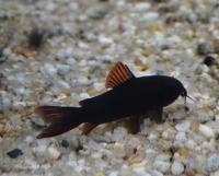 Коридорас Чёрная Венесуэла  Corydoras sp. Black Venezuela