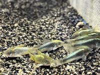 Коридорас золотистый Зелёный лазер  Corydoras aeneus