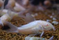 Коридорас золотистый альбинос  Corydoras aeneus