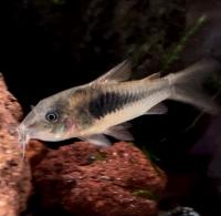 Коридорас золотистый  Corydoras aeneus