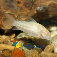 Коридорас золотистый Блю  Corydoras aeneus var.