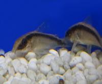 Коридорас дугополосый C020  Corydoras arcuatus C020