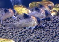 Коридорас Бургесса  Corydoras burgessi