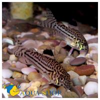 Коридорас Юлии (Коридорас леопардовый треxлинейный) MCorydoras julii