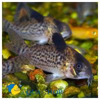 Коридорас леопардовый  Corydoras leopardus