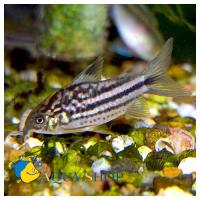 Коридорас напоэнзис  Corydoras napoensis