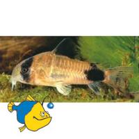 Коридорас панда  Corydoras panda