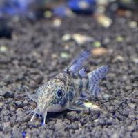 Коридорас крапчатый (соломенный) длинноплавничный  Corydoras paleatus