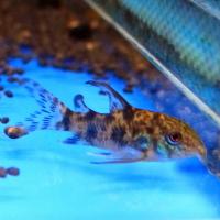 Коридорас крапчатый (соломенный)  Corydoras paleatus