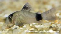 Коридорас панда MCorydoras panda