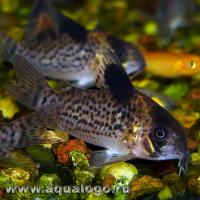 Коридорас пятнистый  Corydoras punctatus