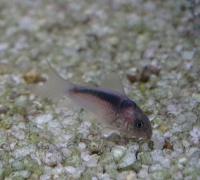 Коридорас Рабо  Corydoras rabauti