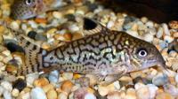 Коридорас сетчатый  Corydoras reticulatus