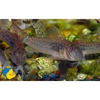 Коридорас зеленый (длинноносый)  Corydoras septentrionalis