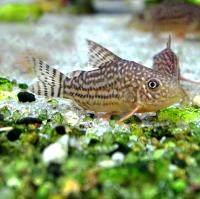 Коридорас Штерба  Corydoras sterbai