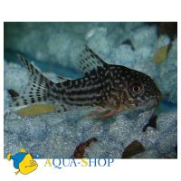 Коридорас Штерба MCorydoras sterbai