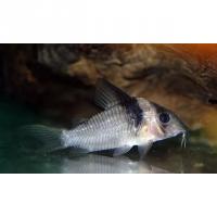 Коридорас вирджиниа C004  Corydoras virginiae