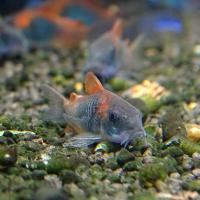 Коридорас венесуэльский  Corydoras venezuelanus