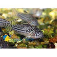 Коридорас трехлинейный  Corydoras trilineatus