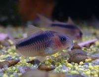 Коридорас Зигатус  Corydoras zygatus