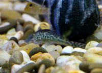 Хетостома Томсона  Chaetostoma thomsoni
