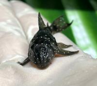 Гипанциструс Ангеликус L028  Hypancistrus sp. L028