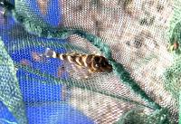 Гипанциструс L340 (LDA019)  Hypancistrus sp. L340 (LDA019)