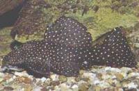 Лепоракантикус галаксиас L240  Leporacanthicus cf. galaxias L240